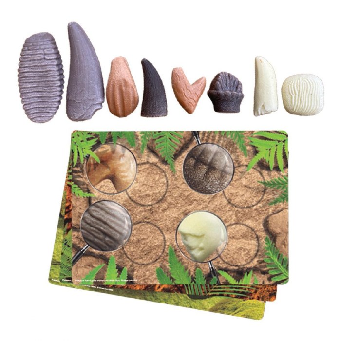 Primary Image of Sensory Prehistoric Teeth Stones and Activity Cards Set