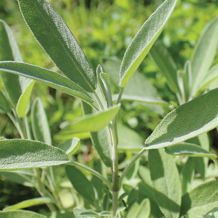 Alternate Image #1 of Sage Seeds 3-Pack