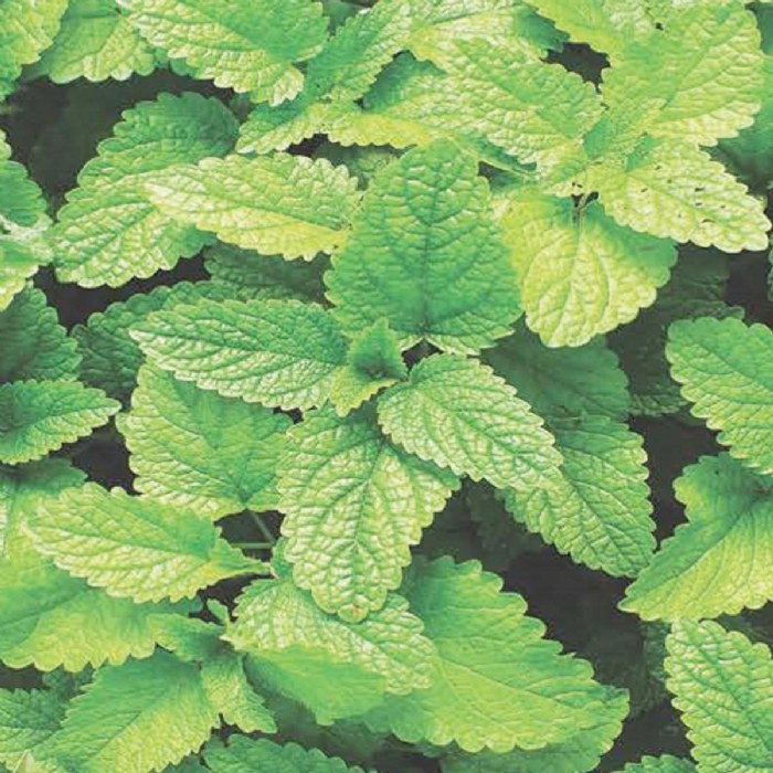 Alternate Image #1 of Sage Seeds 3-Pack