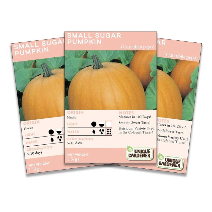 Primary Image of Small Sugar Pumpkin Seeds 3-Pack