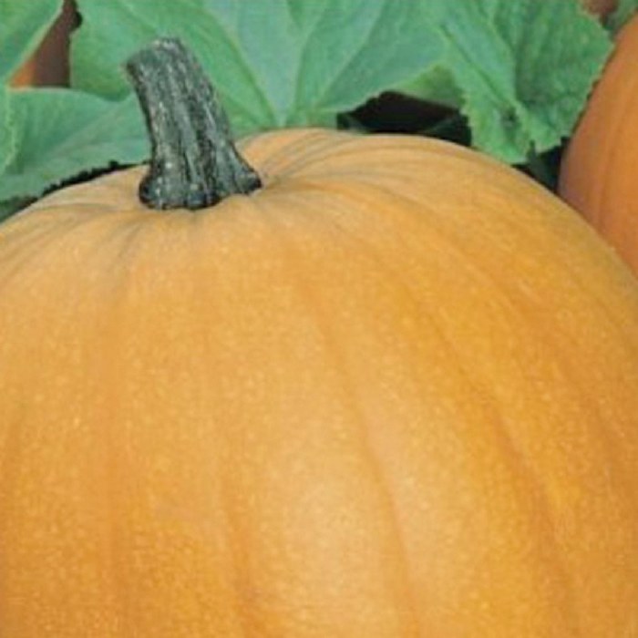 Alternate Image #1 of Small Sugar Pumpkin Seeds 3-Pack