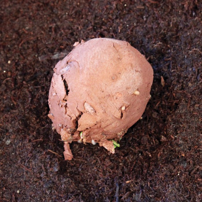 Alternate Image #1 of Seed Stones - Bird & Butterfly Mix