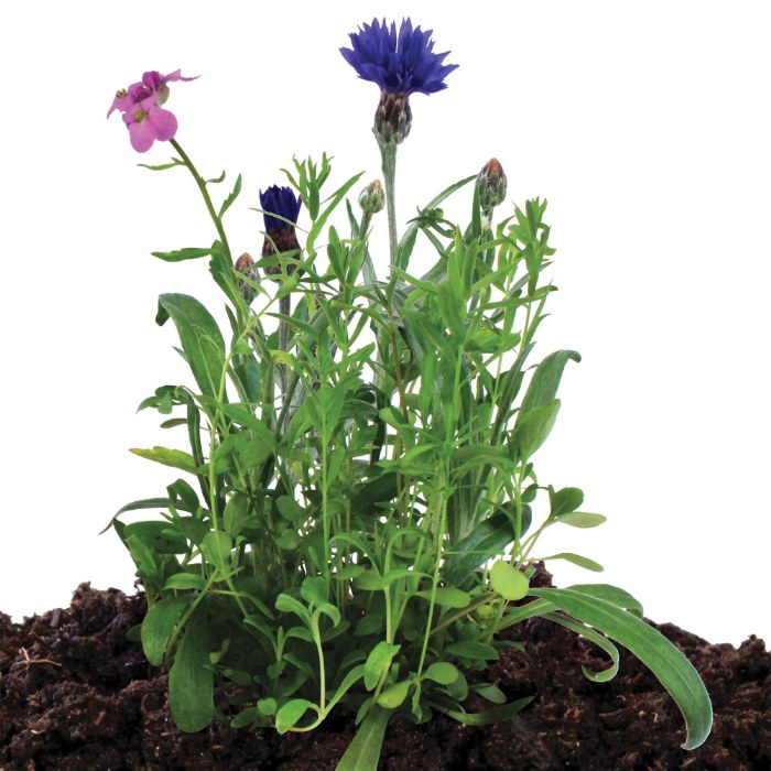 Alternate Image #1 of Seed Stones - Bird & Butterfly Mix