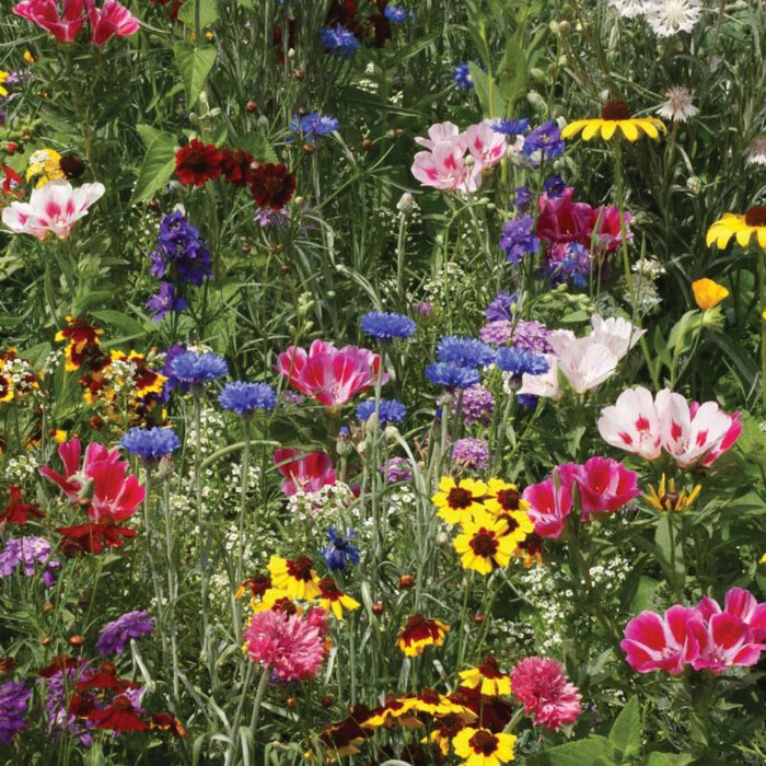 Alternate Image #1 of Seed Stones - Bird & Butterfly Mix