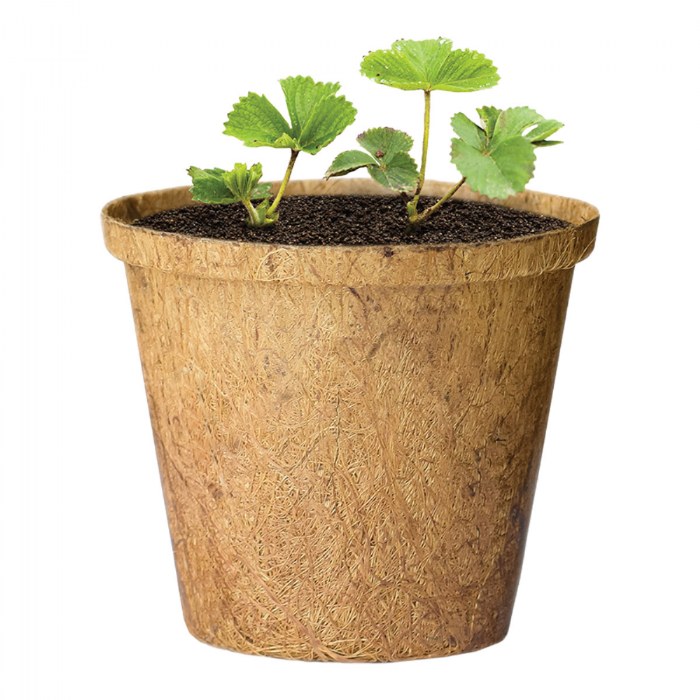 Alternate Image #1 of Growing Fruits Classroom Kit