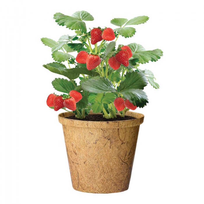 Alternate Image #1 of Growing Fruits Classroom Kit