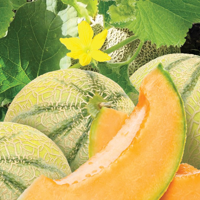 Alternate Image #1 of Growing Fruits Classroom Kit
