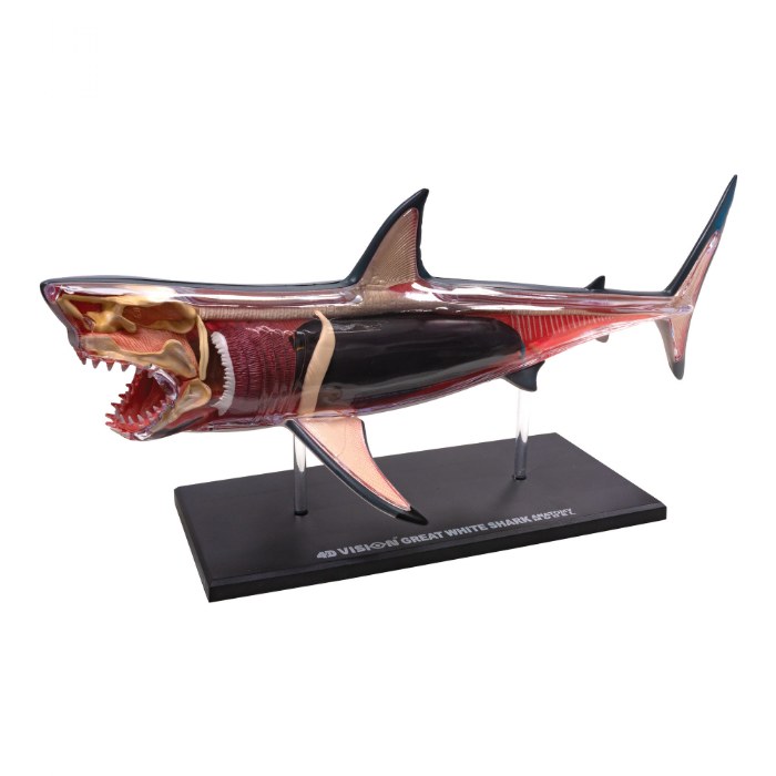Primary Image of Great White Shark Anatomy Model - 20 Detachable Parts