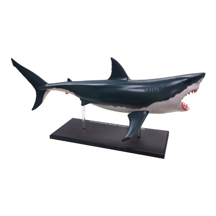 Alternate Image #1 of Great White Shark Anatomy Model - 20 Detachable Parts