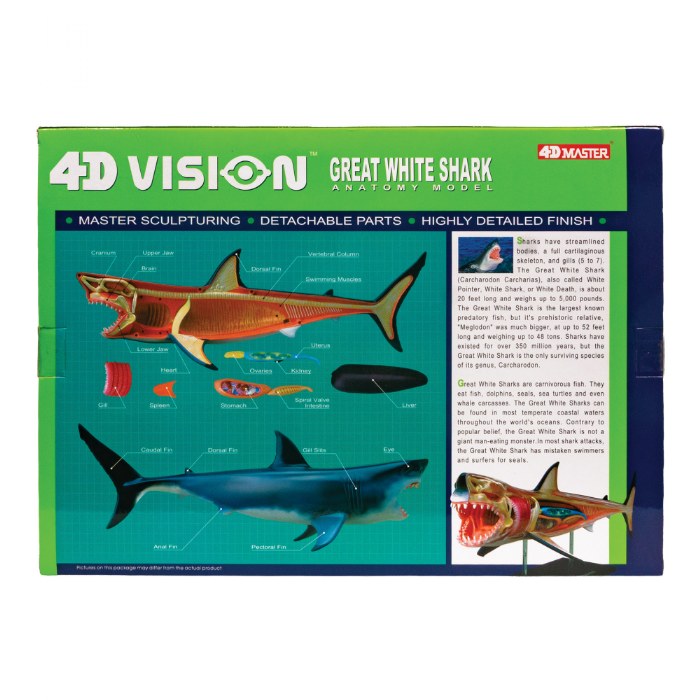 Alternate Image #1 of Great White Shark Anatomy Model - 20 Detachable Parts