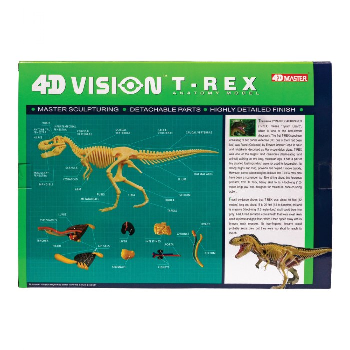 Alternate Image #1 of T-Rex Anatomy Model - 36 Detachable Parts
