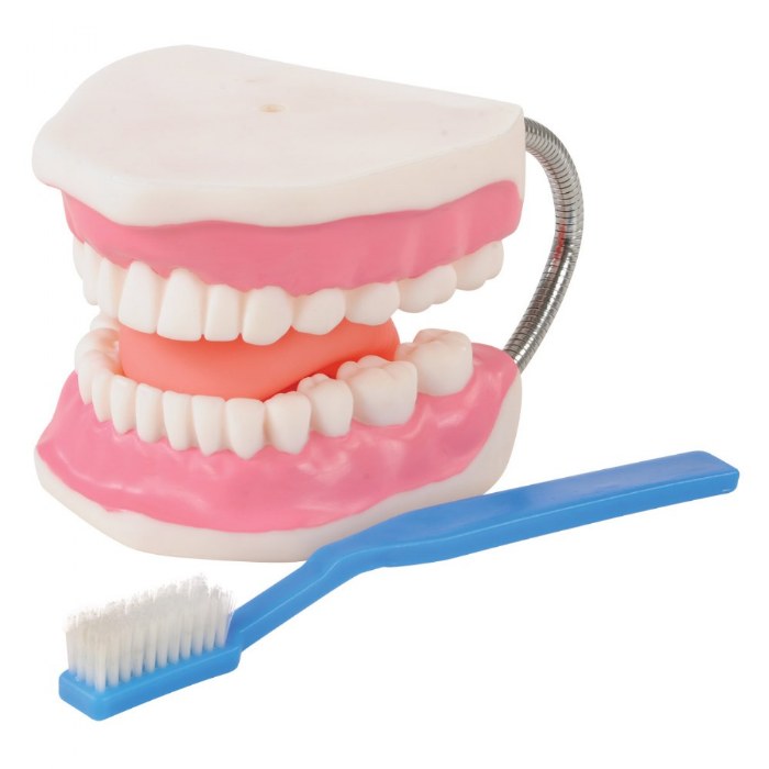 Primary Image of Healthy Smiles Dental Model