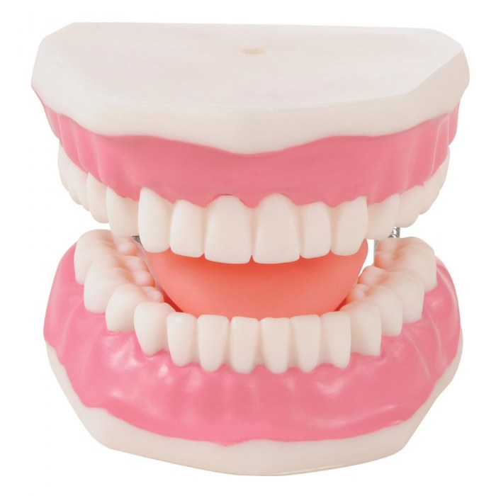 Alternate Image #1 of Healthy Smiles Dental Model