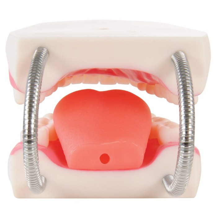 Alternate Image #1 of Healthy Smiles Dental Model