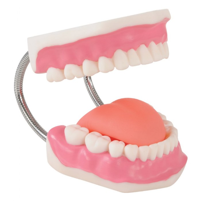 Alternate Image #1 of Healthy Smiles Dental Model