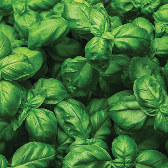 Alternate Image #1 of Sweet Basil Seeds 3-Pack