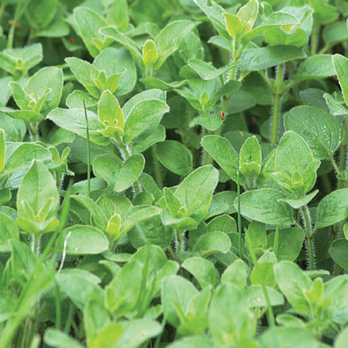 Alternate Image #1 of Oregano Seeds 3-Pack