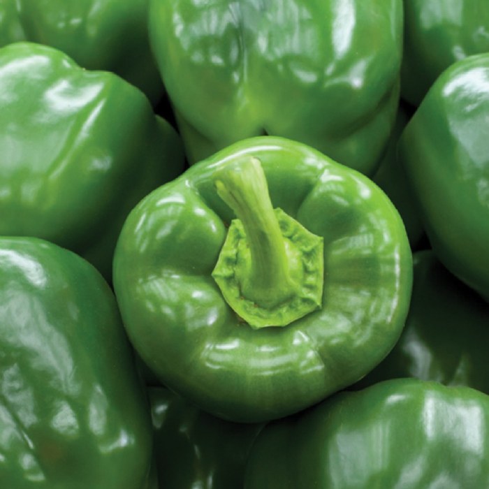 Alternate Image #1 of Sweet Bell Pepper Seeds 3-Pack