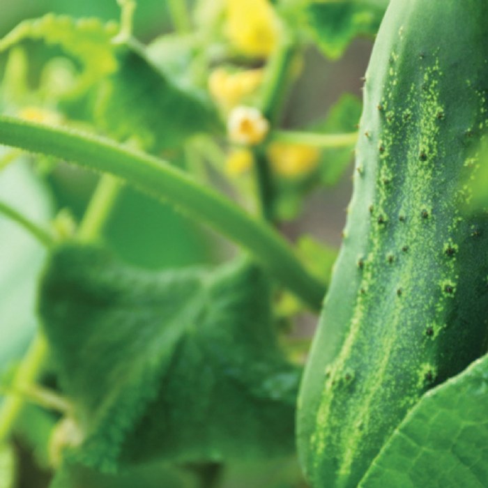Alternate Image #1 of Slicing Cucumber Seeds 3-Pack