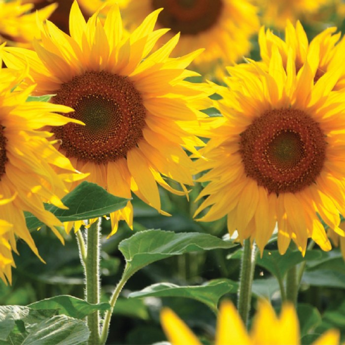 Alternate Image #1 of Dwarf Sunflower Seeds 3-Pack