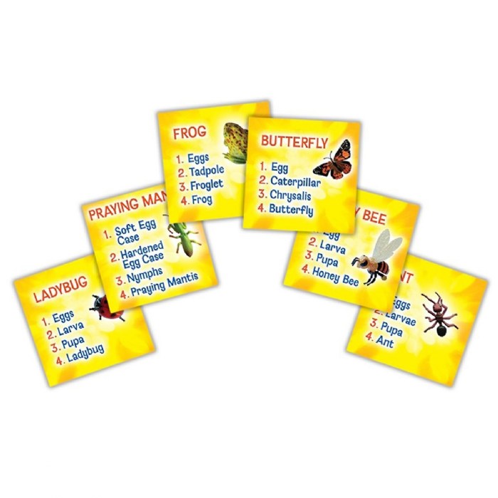 Alternate Image #1 of Life Cycle Figurines - 24 Pieces