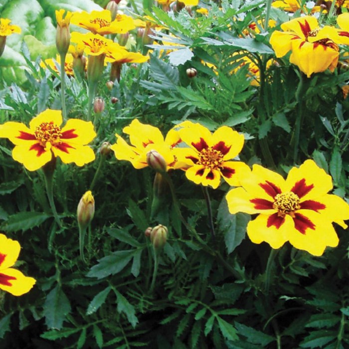 Alternate Image #1 of Growing Flowers Classroom Kit