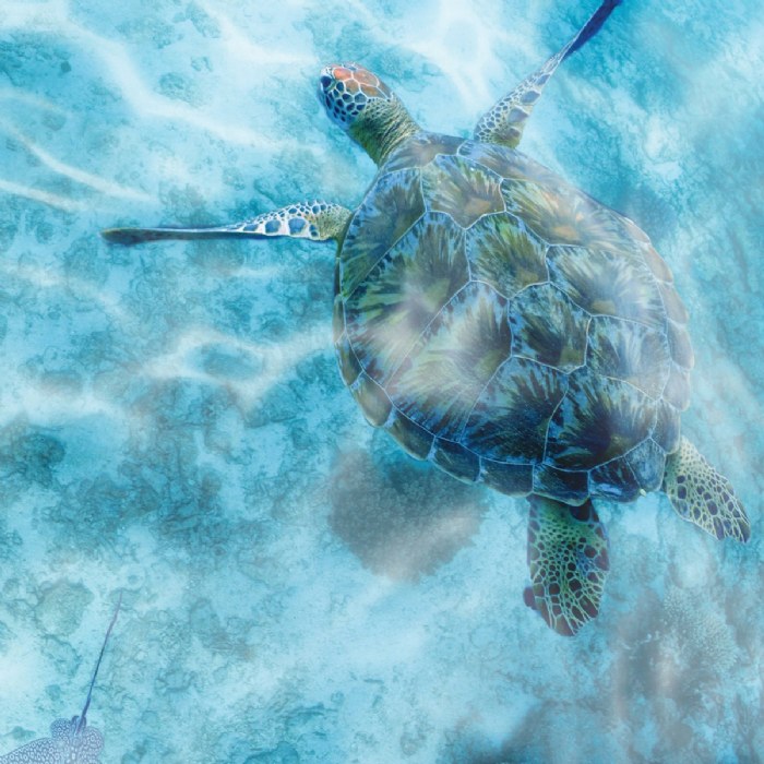 Alternate Image #1 of Aquarium Flotex&reg; Hygienic Rug - 5' x 3' Rectangle