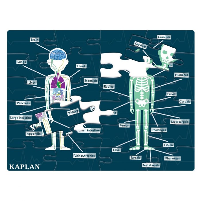 Alternate Image #1 of Human Body Puzzle with 24 Pieces