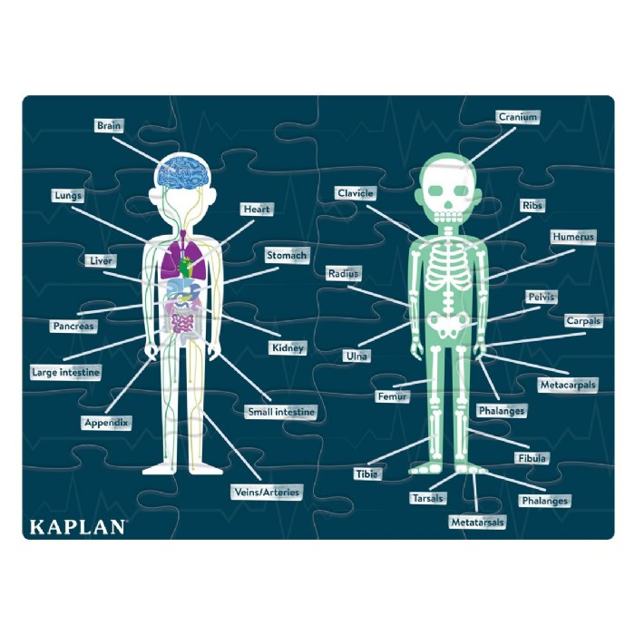 Primary Image of Human Body Puzzle with 24 Pieces