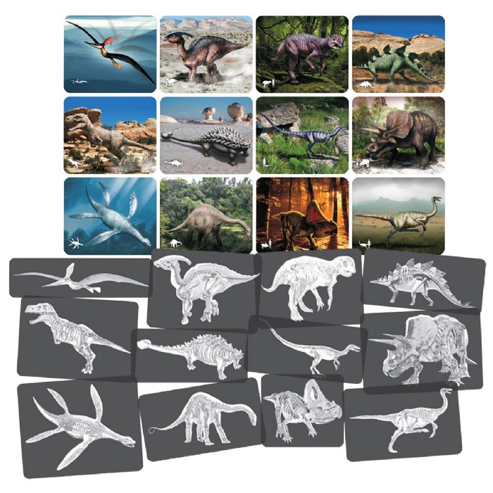 Primary Image of Dinosaur Picture Cards & X-Rays