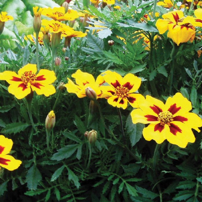 Alternate Image #1 of Dwarf French Marigold Seeds 3-Pack