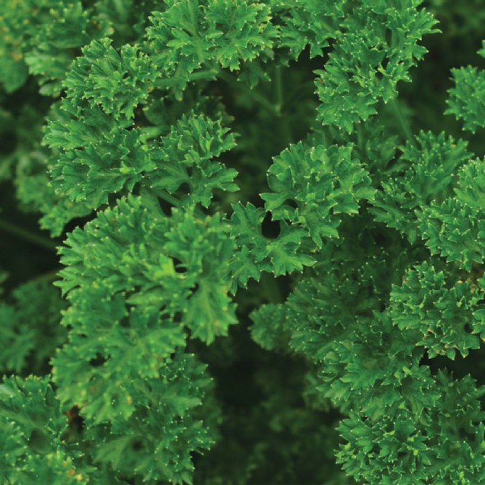 Alternate Image #1 of Parsley Seeds 3-Pack