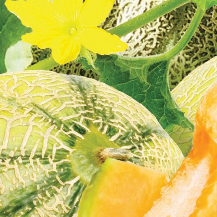 Alternate Image #1 of Cantaloupe 3-Pack