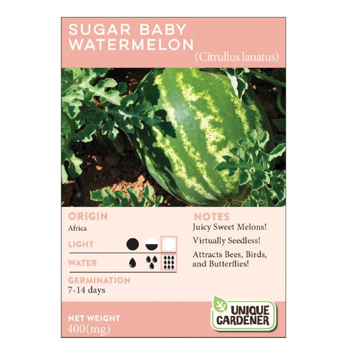 Alternate Image #1 of Sugar Baby Watermelon 3-Pack