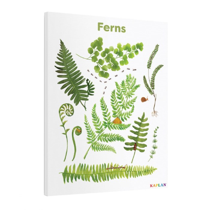 Alternate Image #1 of Ferns Giclee Classroom Wall Print