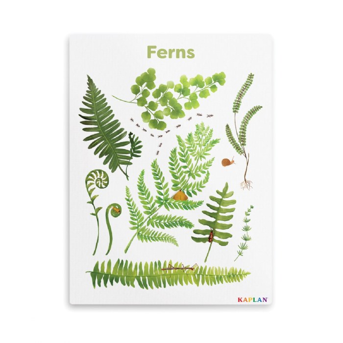 Primary Image of Ferns Giclee Classroom Wall Print