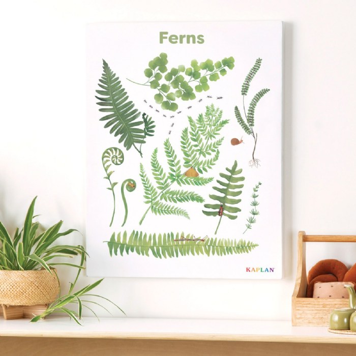 Alternate Image #1 of Ferns Giclee Classroom Wall Print