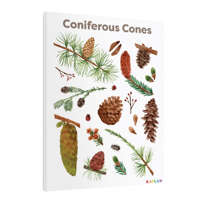 Alternate Image #1 of Coniferous Cones Giclee Classroom Wall Print