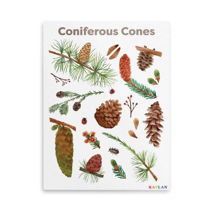 Primary Image of Coniferous Cones Giclee Classroom Wall Print