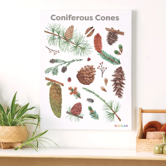 Alternate Image #1 of Coniferous Cones Giclee Classroom Wall Print