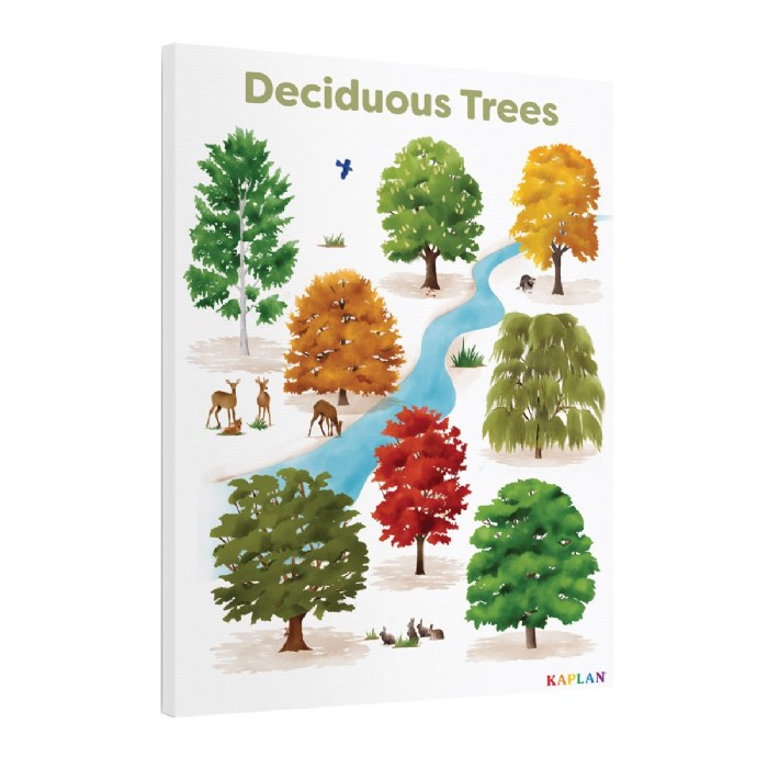 Alternate Image #1 of Deciduous Trees Giclee Classroom Wall Print