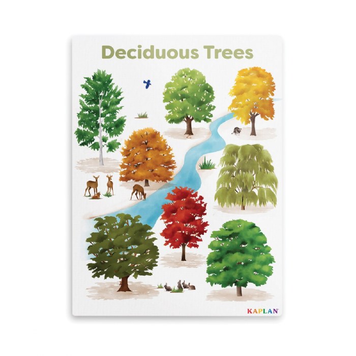 Primary Image of Deciduous Trees Giclee Classroom Wall Print