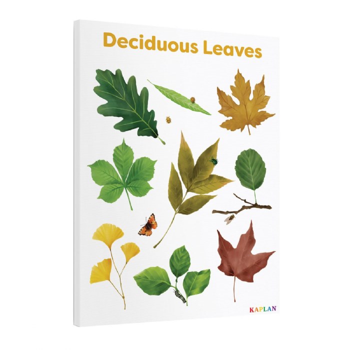 Alternate Image #1 of Deciduous Leaves Giclee Classroom Wall Print