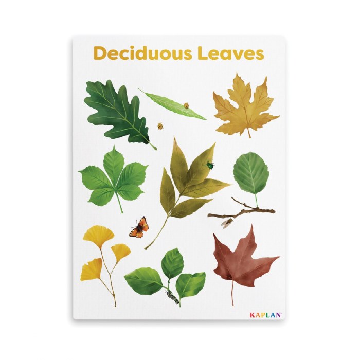 Primary Image of Deciduous Leaves Giclee Classroom Wall Print