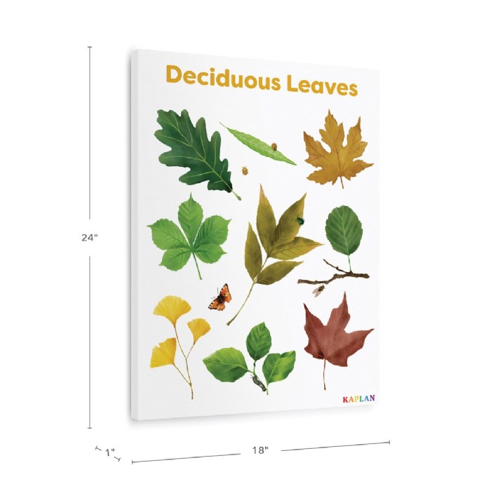 Alternate Image #1 of Deciduous Leaves Giclee Classroom Wall Print