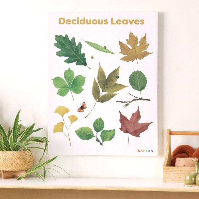 Alternate Image #1 of Deciduous Leaves Giclee Classroom Wall Print