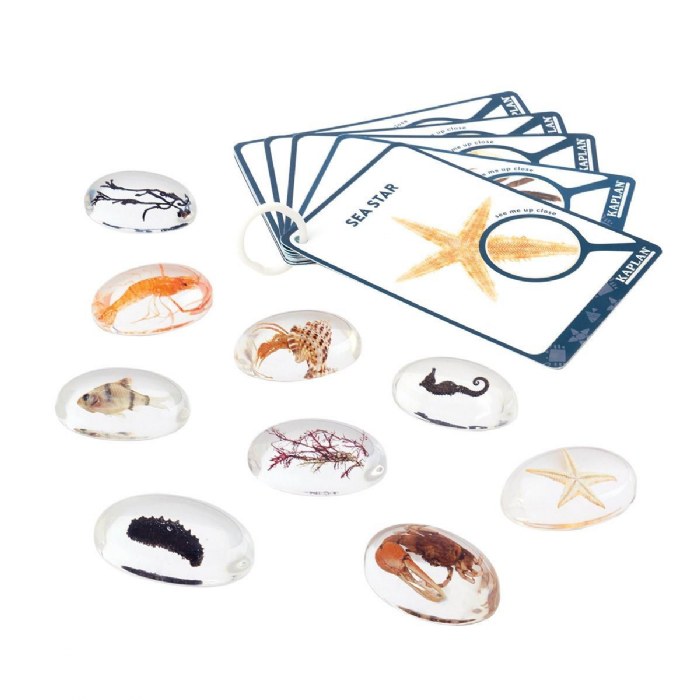 Alternate Image #1 of Specimen Stones: Sea Creatures - 9 Stones