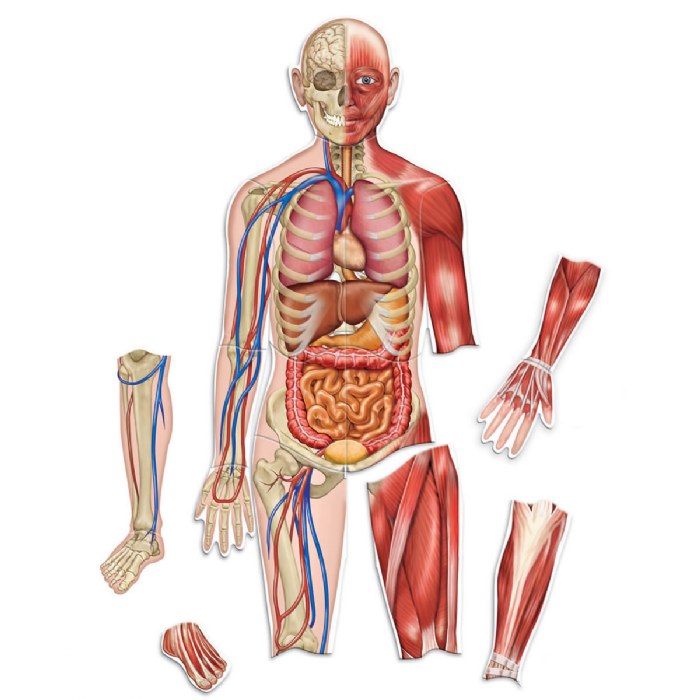 Primary Image of Double-Sided Magnetic Human Body