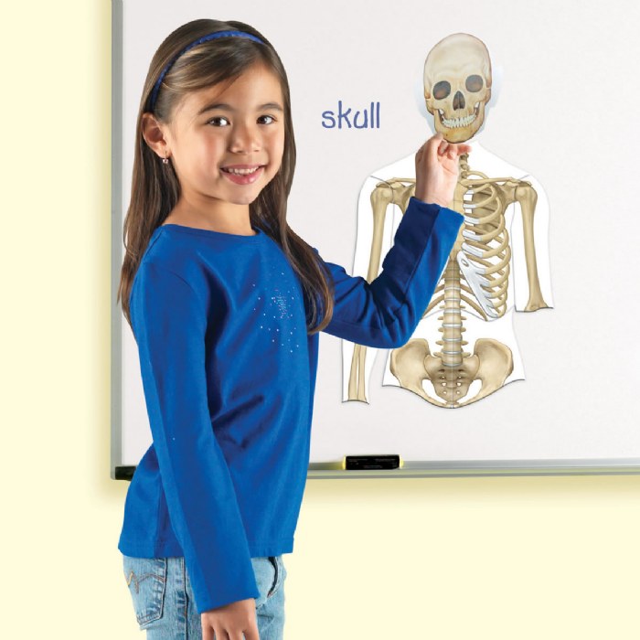 Alternate Image #1 of Double-Sided Magnetic Human Body