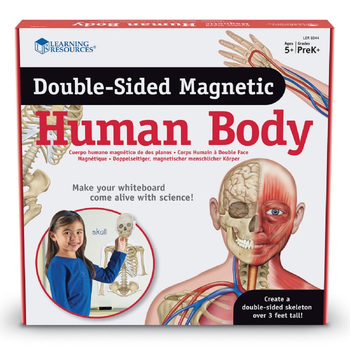 Alternate Image #1 of Double-Sided Magnetic Human Body